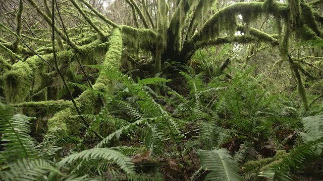 Amazing old growth forest mossy fern covered landscape pacific northwest oregon slow motion zoom out