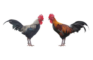 Two Rooster bantam or Hen,cock standing isolated on white background with clipping path