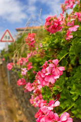 FUNCHAL, MADEIRA, PORTUGAL