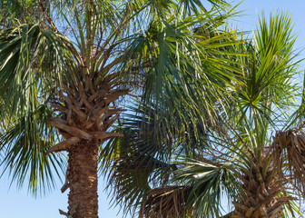 Fototapeta na wymiar Two Palm Trees