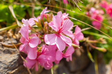 Fototapeta premium FUNCHAL, MADEIRA, PORTUGAL