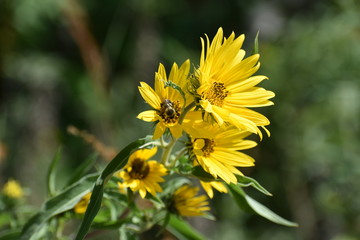 bee on yellow flower