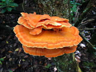 mushroom in the forest