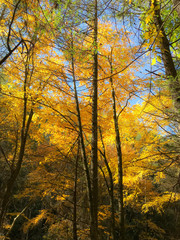 autumn in the forest