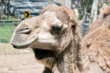 this is a close up of a camel