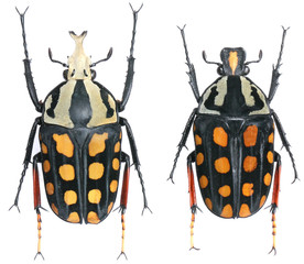 Amaurodes passerinii Westwood, 1844