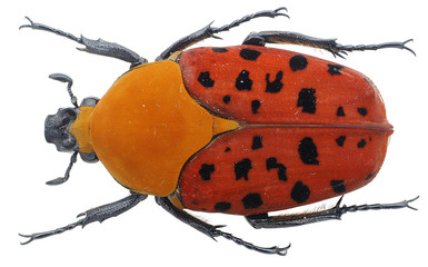 Conradtia principalis Kolbe, 1892