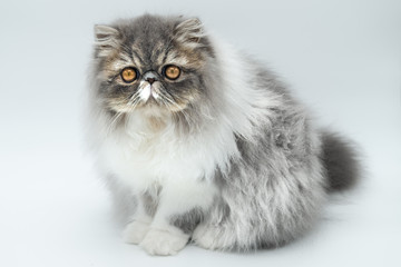 Persian cats with white and gray fur on white background