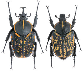 Fornasinius fornasini Bertoloni, 1852