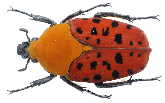Conradtia principalis Kolbe, 1892