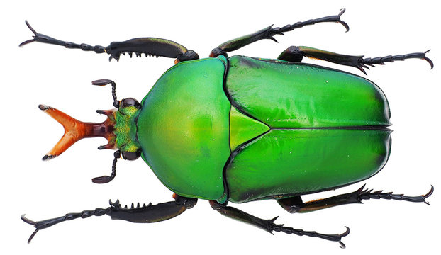 Eudicella morgani White, 1839