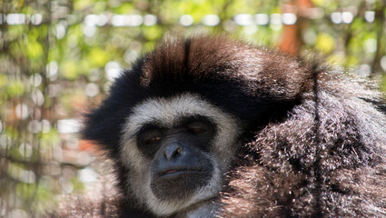 the white handed gibbon is resting