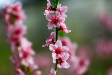 Beautiful peach blossom