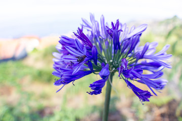 MADEIRA ISLAND, PORTUGAL,