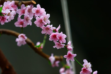 Beautiful peach blossom