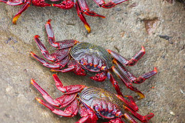 MADEIRA ISLAND, PORTUGAL,