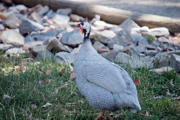 this is a side view of a helmeted Guinea fowl