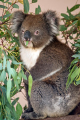 the koala is enjoying eating gum leaves