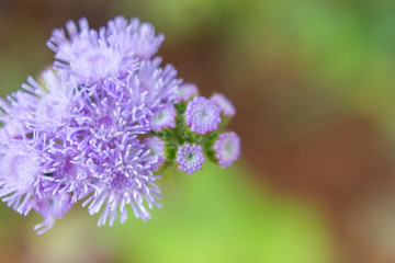 MADEIRA ISLAND, PORTUGAL,