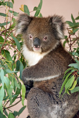 the koala is enjoying eating gum leaves