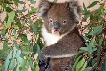 Fototapeta premium this is a close up of a koala