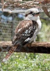 the laughing kookaburra is on a perch