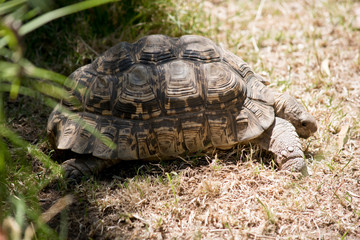 this is a side view of a Leopard tortoise