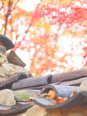  Korean Leaves Painted in Colorful Colors