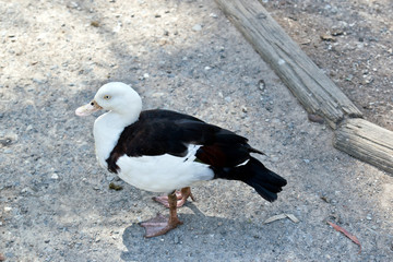 this is a side view of a radjah shelduck