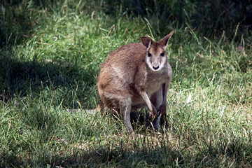 the red necked wallaby is resting in the grass
