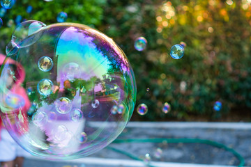 Floating soap bubbles against Syzygium australe tree background.