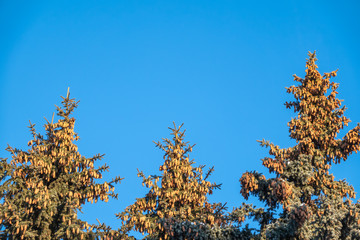 Spruce trees with a lot of cones against a blue sky.