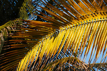 Palm leaves at the beach tropic coast on blue sky background. Natural background