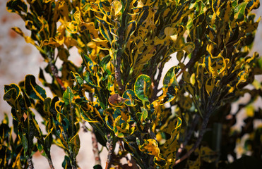 Codiaeum variegatum, garden croton or variegated croton foliage. Natural background. © unicorn2013