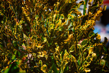 Codiaeum variegatum, garden croton or variegated croton foliage. Natural background. © unicorn2013