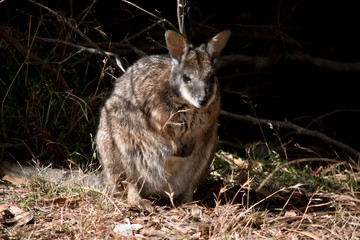 Naklejka na ściany i meble the tammar wallaby is standing on its hind legs