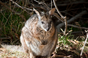 the tammar wallaby is standing on its hind legs