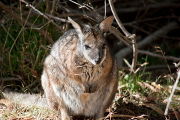 Naklejka na ściany i meble the tammar wallaby is standing on its hind legs