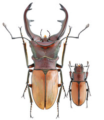 Cyclommatus  alagari DE LISLE, 1968