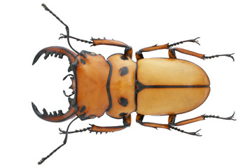 Homoderus mellyi