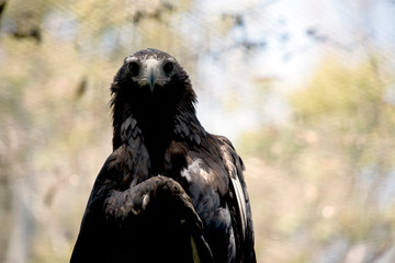 this is a close up of a Wedge tail eagle