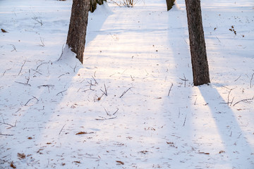 Shadows from tree trunks in the snow in a winter park at sunset.