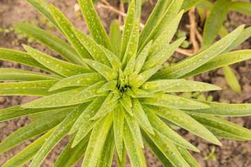 Unopened lilies in the backyard after the rain. Close up.