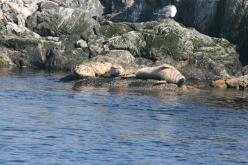 seals basking in the sun
