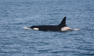Souther Resident Orca Female J2