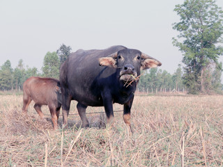 A Thai young buffalo is eating her mother's milk in a rice field.