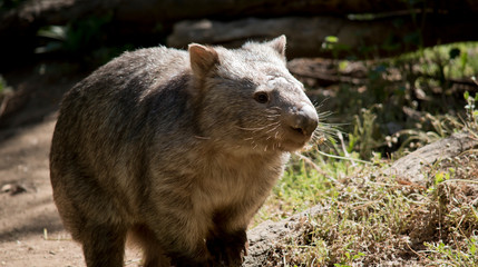 this is a close up of a comon wombat