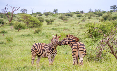 Obraz premium Two zebras interacting on the African savanna image with copy space in horizontal format
