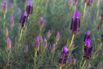 Lavender flowers in the garden at sunset