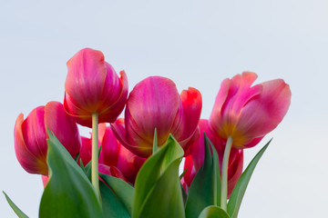 Pink tulips bouquet close up with clear sky background, and copy space